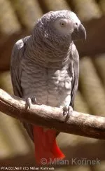 Papoušek žako kongo